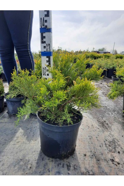 Ялівець середній / пфітцеріана Олд Голд - 5л/вис.20-35см/Ø40-55см